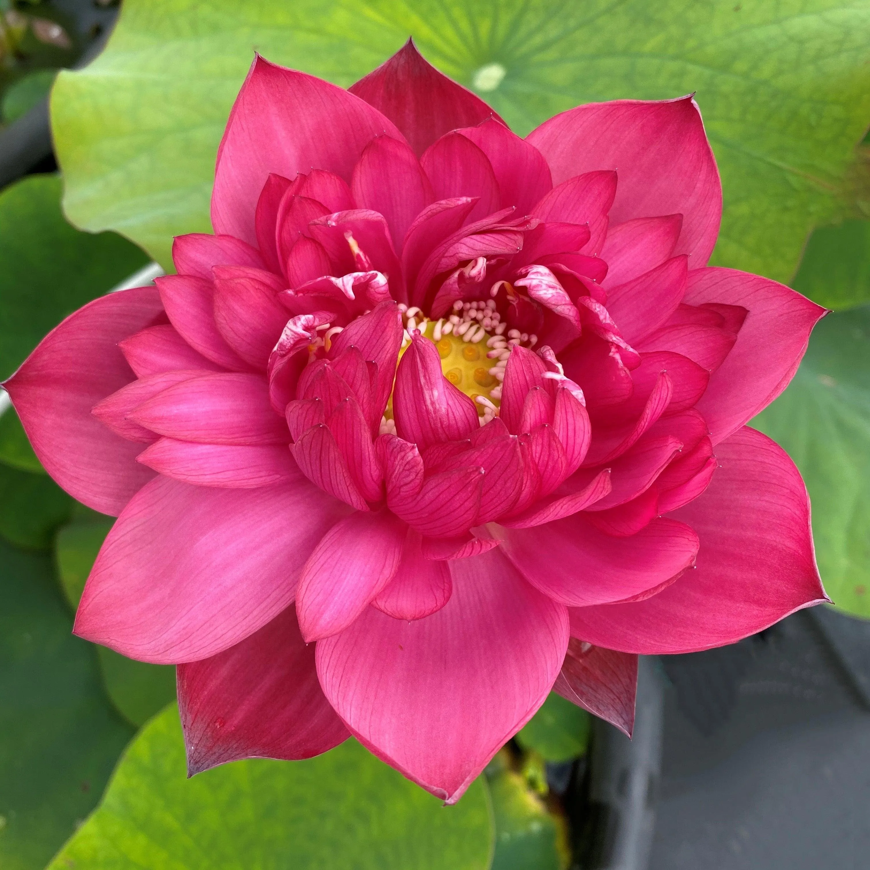 Fire Crane - Red Lotus (Bare Root)