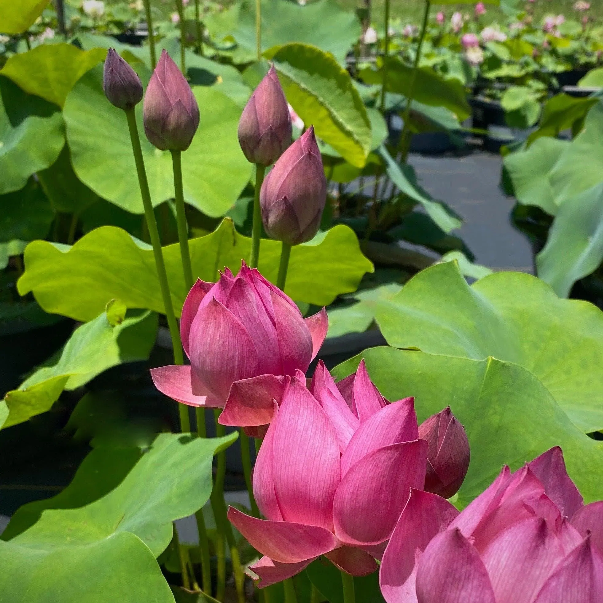 Fire Red - Tiny Red Firepower Lotus (Bare Root)