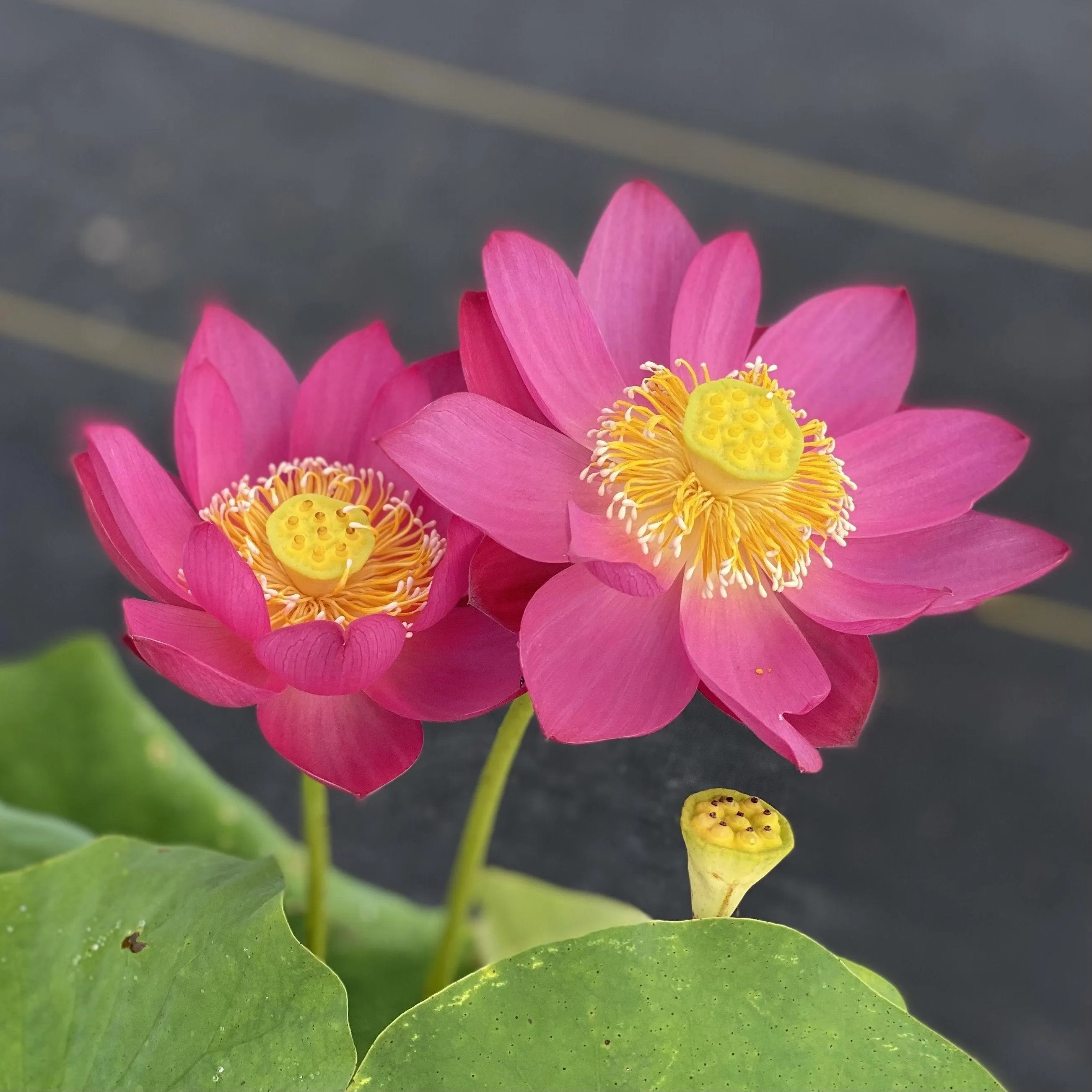 Fire Red - Tiny Red Firepower Lotus (Bare Root)