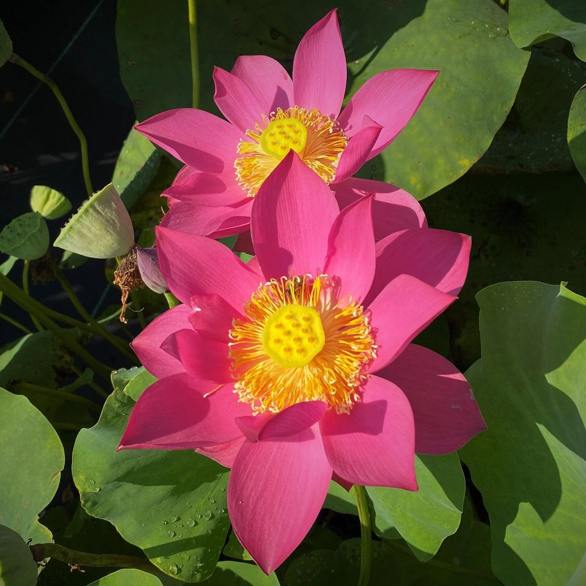 Fire Red - Tiny Red Firepower Lotus (Bare Root)