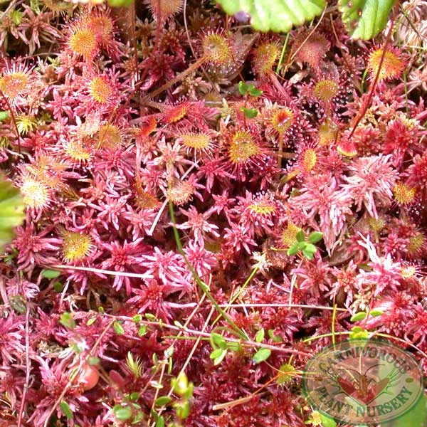 Sphagnum Moss - Red